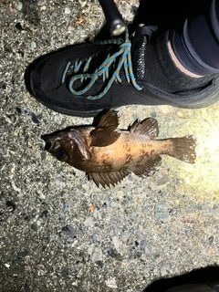 シロメバルの釣果