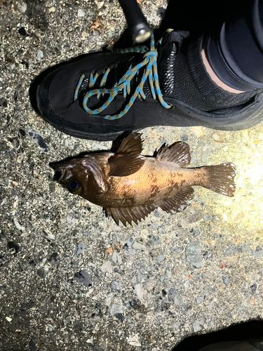 シロメバルの釣果