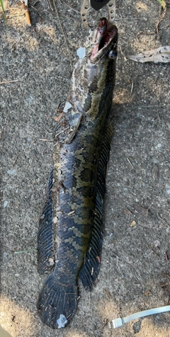 ライギョの釣果