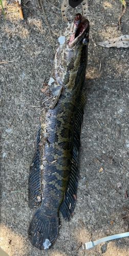 ライギョの釣果