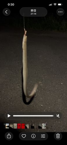 ウナギの釣果