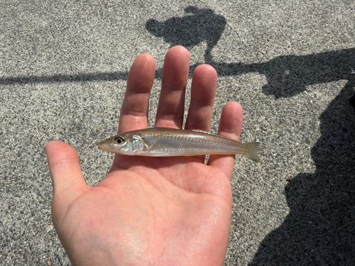 キスの釣果