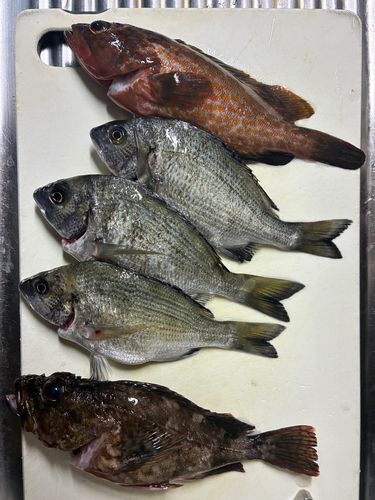 キジハタの釣果
