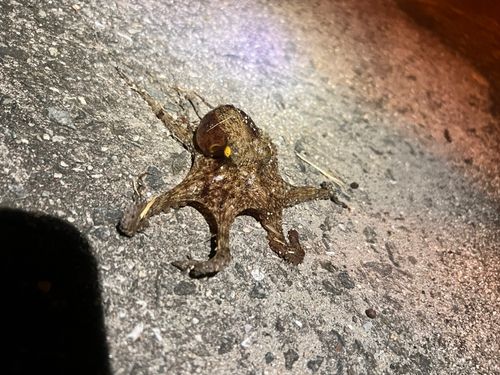 マダコの釣果