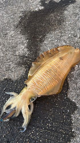 アオリイカの釣果
