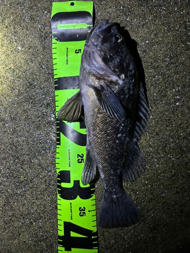 クロソイの釣果