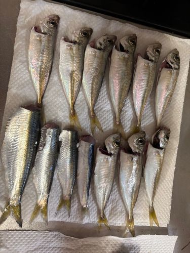 マアジの釣果