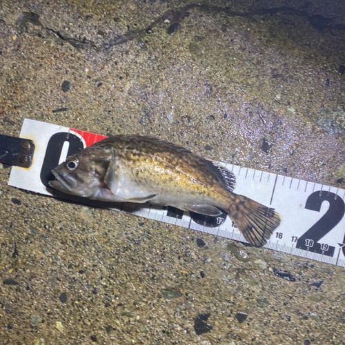 クロソイの釣果