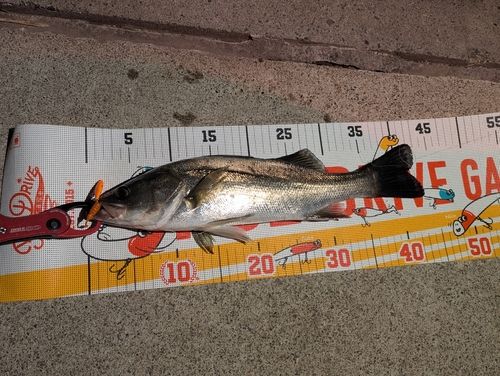 マルスズキの釣果