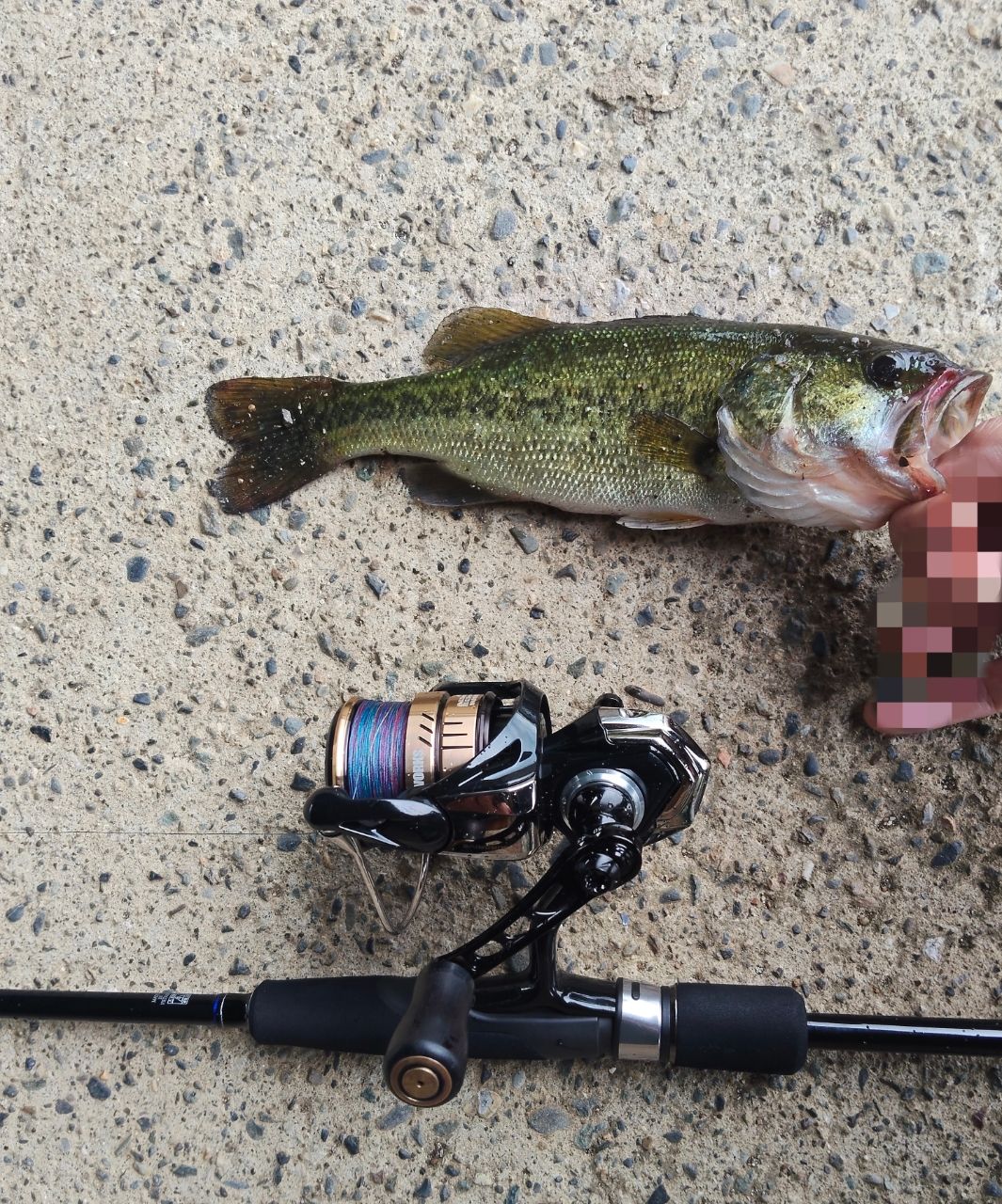 DAIWA 23タトゥーラ FC LT2500SS-H-QDの最安値・インプレ・釣果 | 本音
