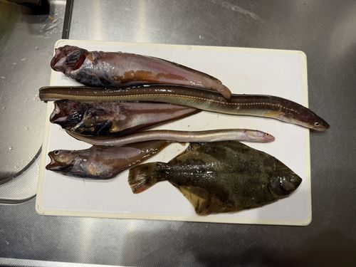 アナゴの釣果
