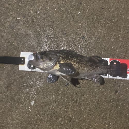 クロソイの釣果
