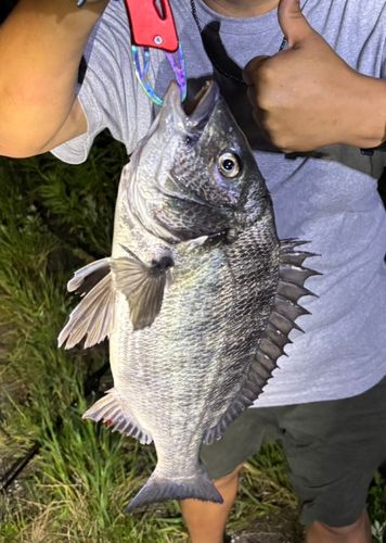 チヌの釣果
