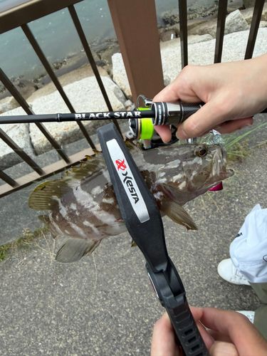 クエの釣果