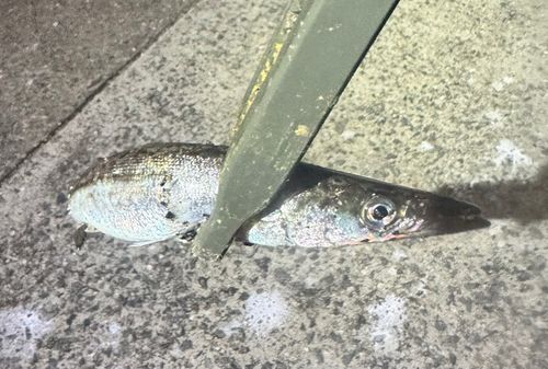カマスの釣果