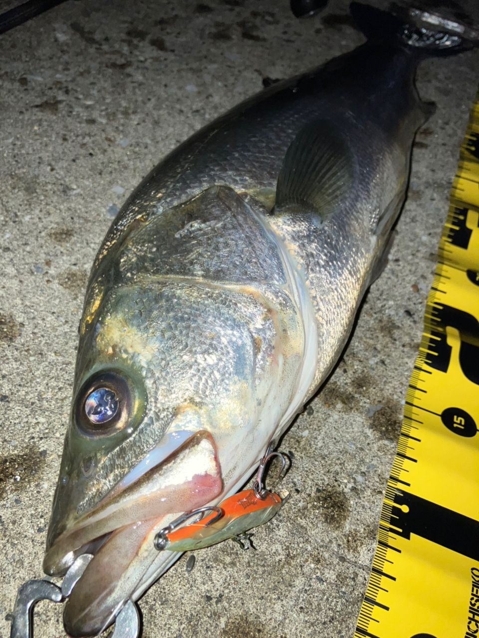 極美品】SHIMANO 18ディアルーナ S96ML DIALUNA Shimano 23 DIALUNA