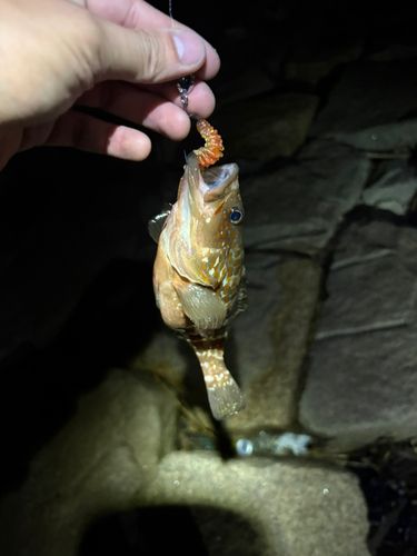 アコウの釣果