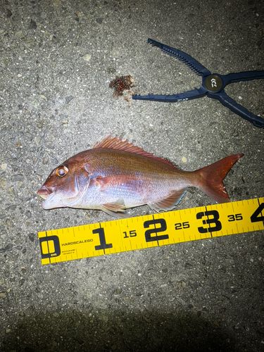 タイの釣果