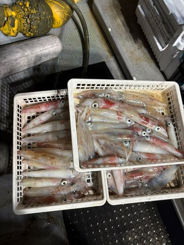 ケンサキイカの釣果
