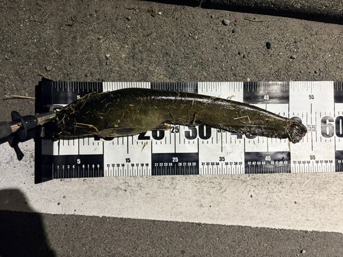 ナマズの釣果