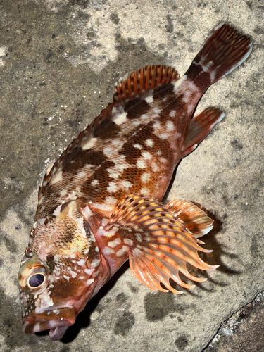 カサゴの釣果