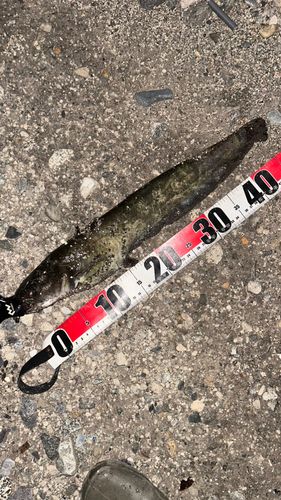 ナマズの釣果