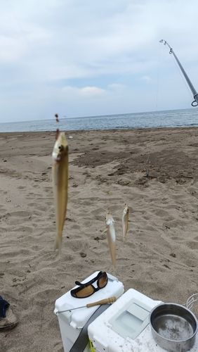 キスの釣果