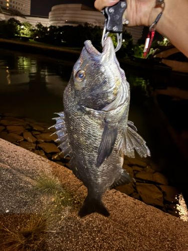チヌの釣果
