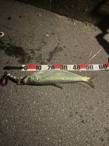 ヒラの釣果