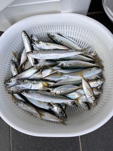 サバの釣果
