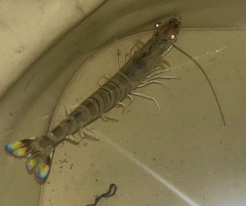 エビの釣果