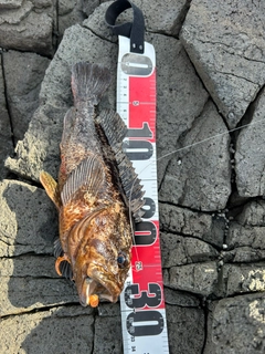 ムラソイの釣果