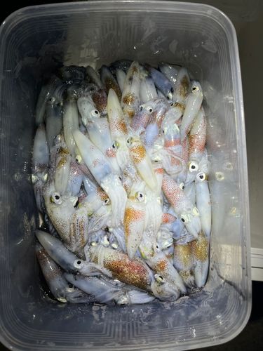 ヒイカの釣果