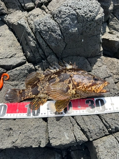 タケノコメバルの釣果