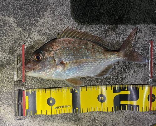 タイの釣果