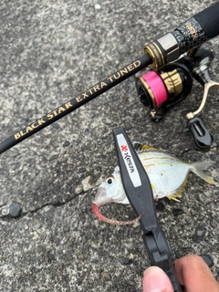 ヒイラギの釣果