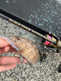 オオモンハタの釣果