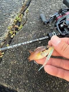 ネンブツダイの釣果