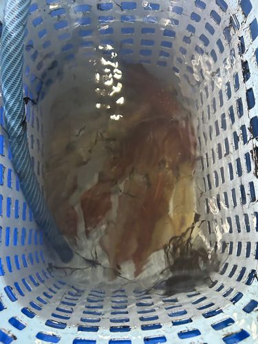イカの釣果