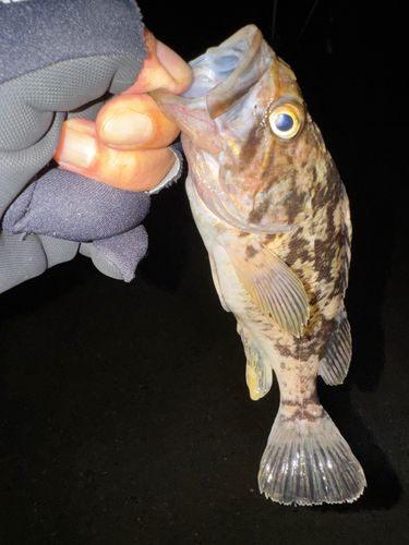 クロソイの釣果