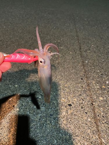 スルメイカの釣果