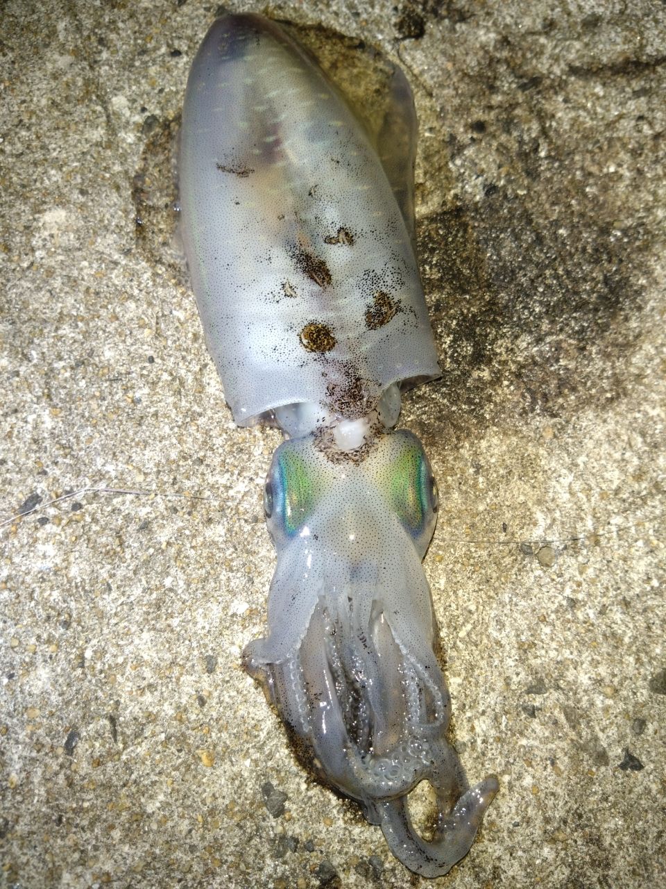 アオリイカの釣果写真