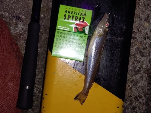 シロギスの釣果