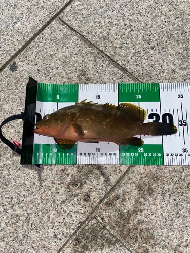 アコウの釣果