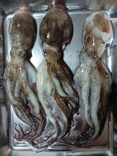 タコの釣果