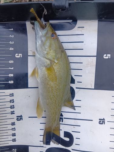 スモールマウスバスの釣果
