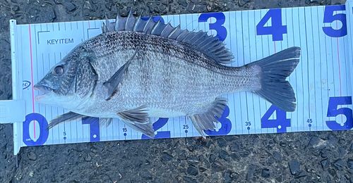 クロダイの釣果
