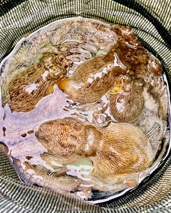 マダコの釣果