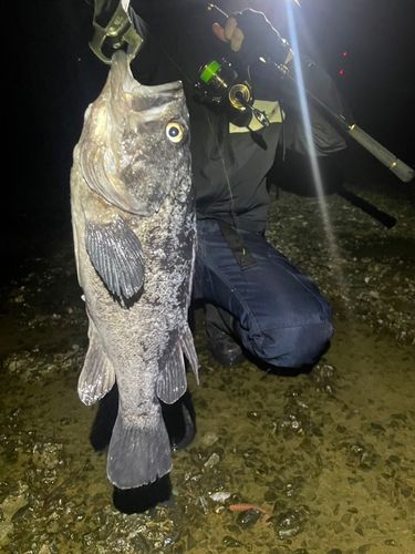 クロソイの釣果