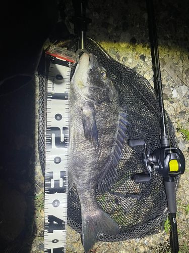 キビレの釣果